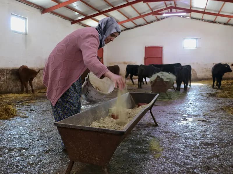 Van'da 5 Ayda Hayvan Sayısını İkiye Katlayan Kadın Çiftçi
