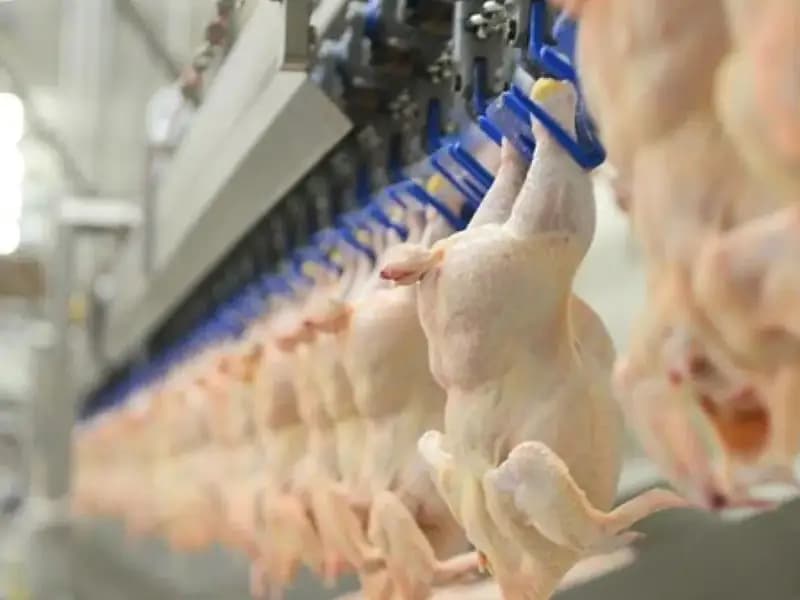 Ağustosta Tavuk Eti Üretiminde Yüzde 4,3 Artış Kaydedildi