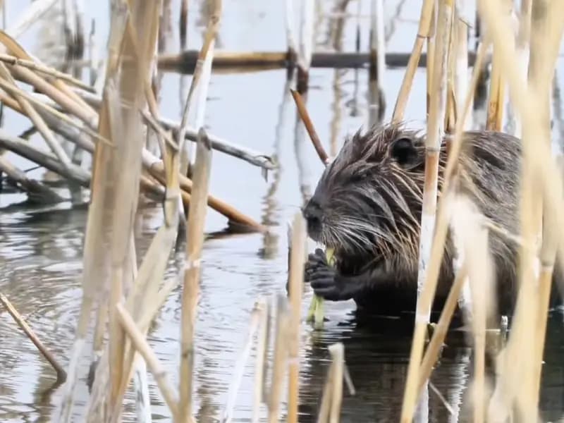 Ağrı Dağı Eteklerinde Su Maymunları Beslenirken Görüntülendi