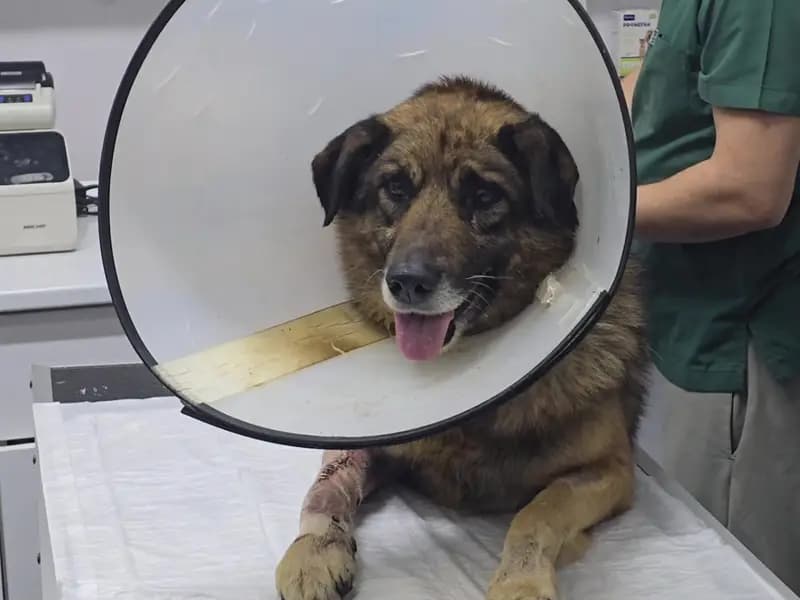 Zonguldak'ta Araca Havlayan Köpeğe Ateş Açıldı, Hayata Döndü