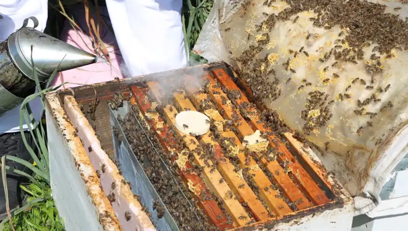 Genç Arıcı, Ata Mesleğini Yaşatıyor ve Yurt Dışına Bal İhraç Ediyor
