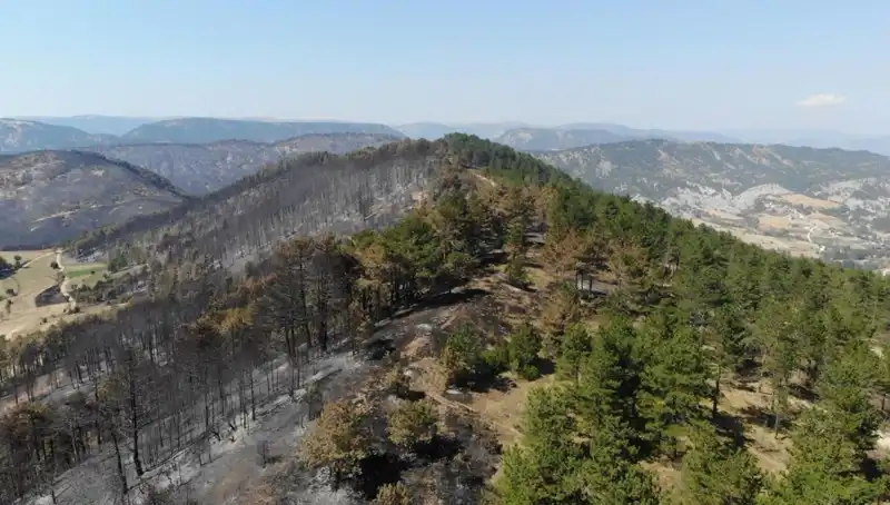 Bolu’da 5 Milyondan Fazla Fidan Toprakla Buluşacak: Doğa İçin Büyük Adım
