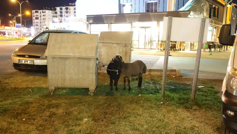 Koyunların Dramı: Mor Karaman Irkı Hayvanlar Yolda Terk Edildi