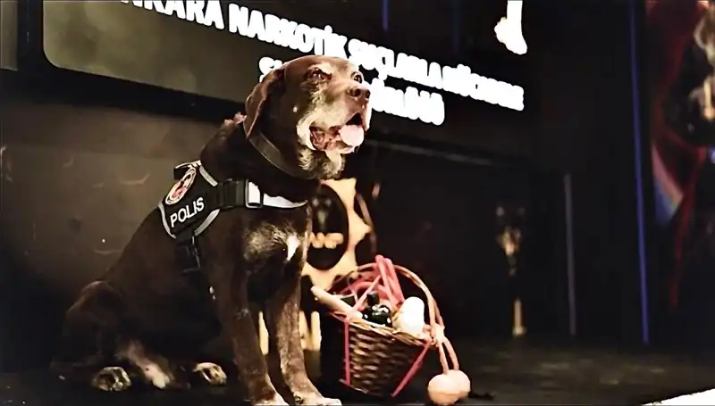 Ankara Emniyetinin Efsanevi Narkotik Köpeği 'Toma', Emeklilik Yaşına Geldi