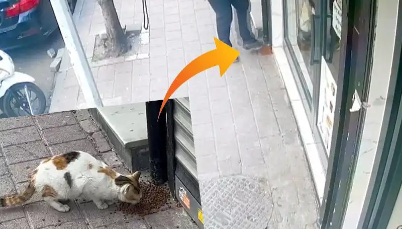 Kedilerin Mamalarını Dağıtıp Kaçan Gizemli Hayvan!