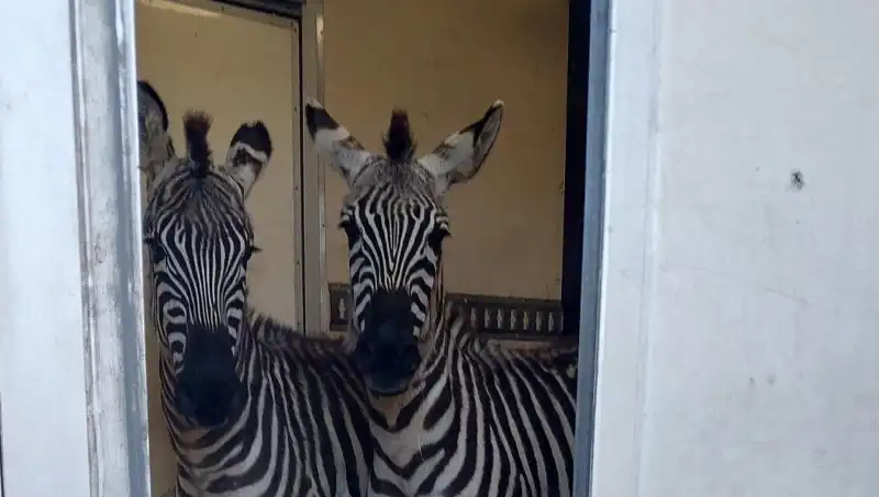 Sınırda Durdurulan Minibüste İnanılmaz Hayvan Yüklü: Zebra ve Maymunlar!