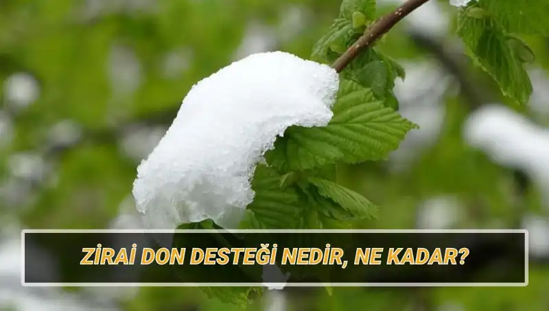 Zirai Don Desteği Açıklandı: Kimler Yararlanabilecek ve Miktar Ne Kadar?