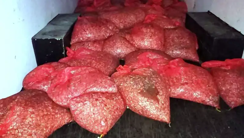 Samsun’da 1,5 Ton Kaçak Midye Operasyonu: Sağlık Tehlikesi