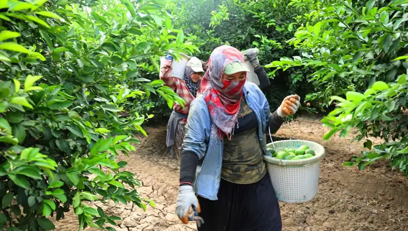 Markette Domates Fiyatları Tavan Yaptı, Ohali Hasatla Rahata Eriyoruz