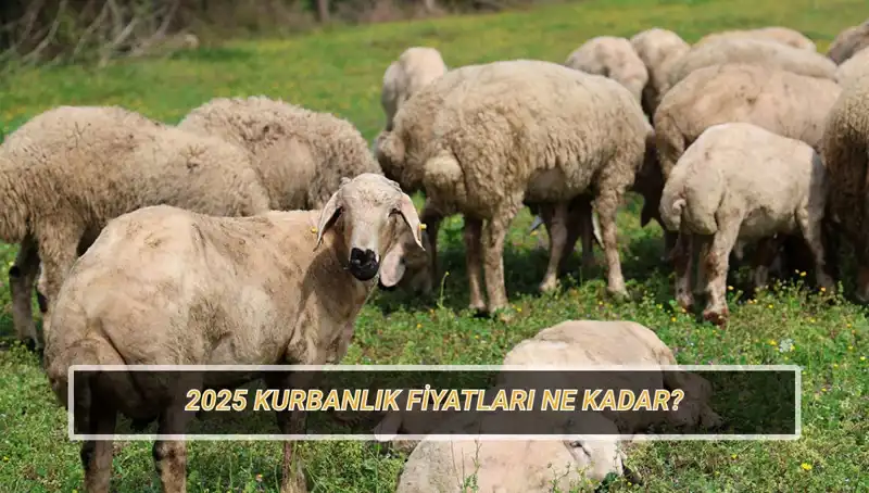 2025 Kurbanlık Fiyatları: Büyükbaş ve Küçükbaş Hayvanların Piyasa Değeri Nedir?