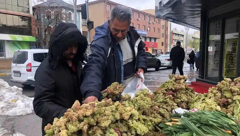 Kendiliğinden Yetişen Bu Bitki, Kanserle Savaşta Yeni Umut Oluyor