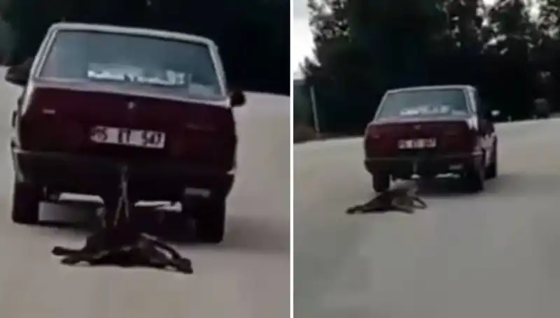 Yanlış Bağlantı: Otomobil Arkasına Bağlanan Köpek Nasıl Sürükleniyor?
