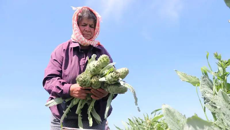 Tarladan Sofralara: Tezgahta Tek Tanesi 50 TL’ye Satılan Ürün Nedir?