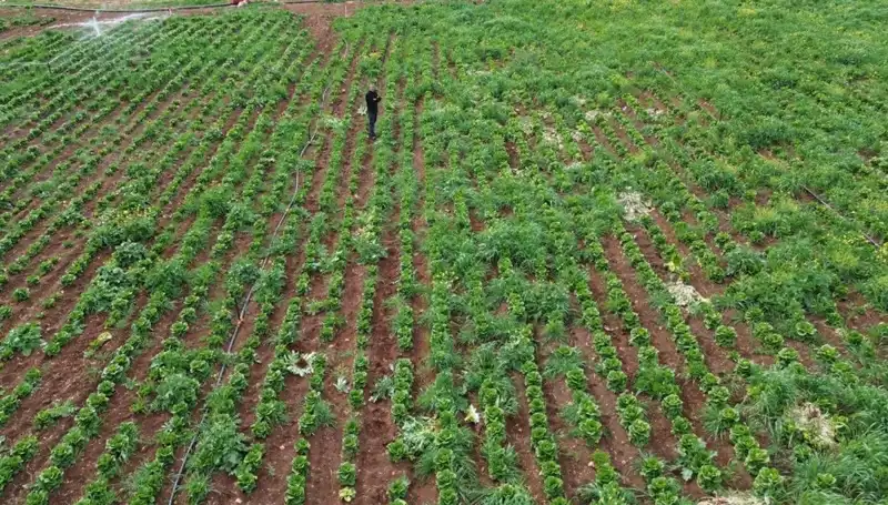 Kuraklık Marul Hasadını Tehdit Ediyor: Tarım Alanında Endişe Verici Durum