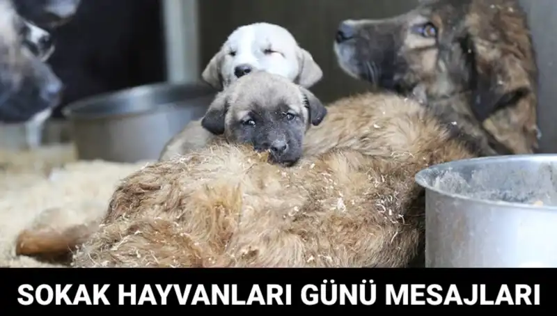 Dünya Sokak Hayvanları Günü: Sahipsiz Hayvanlar İçin Farkındalık Yaratmanın Önemi