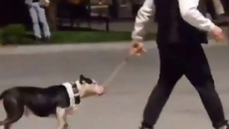 Ağızlıksız Pitbull'un Saldırısı Sonrası Sahibine Para Cezası Verildi