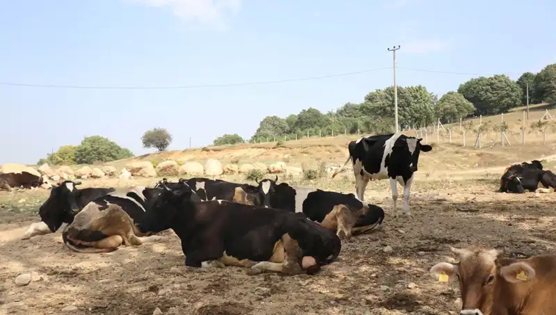 Şap Hastalığına Karşı Önlemler: 22 Köyde Giriş Çıkış Kısıtlaması Uygulandı