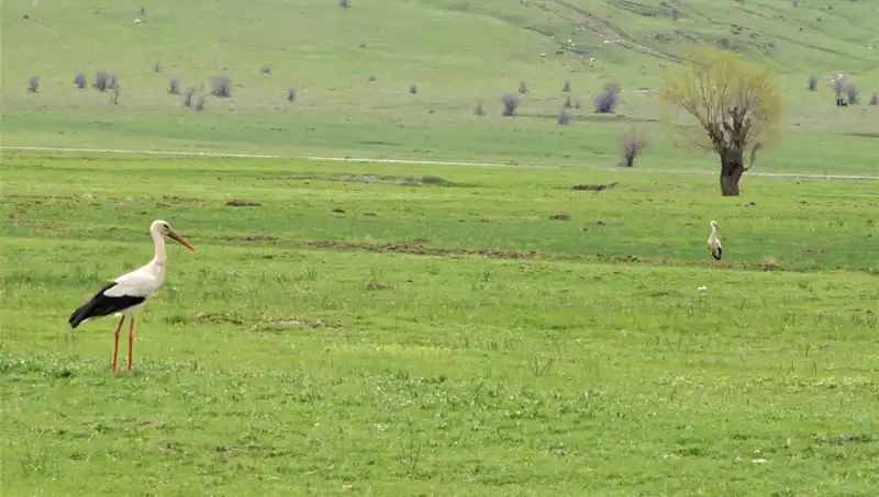 Leyleklerin Uzun Yolculuğu: Muş Ovası’na Dönüşler Başladı