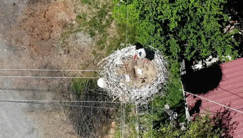 Baharın Müjdecisi: 22 Yıldır Aynı Yerde Yuva Kurmuş Bir Kuş