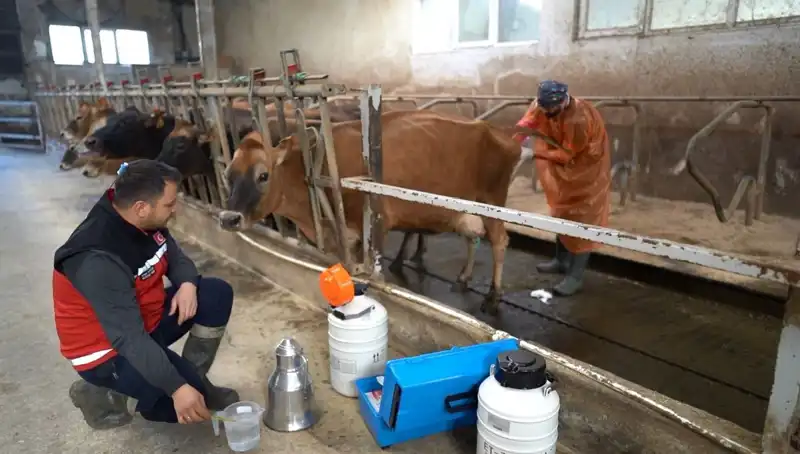 Türkiye'de İlk Kez Uygulanan Jersey Sperması ile Hayvancılıkta Devrim