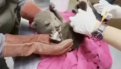 Karabük’te Minik Bozayı Keşfedildi: Doğa Severler İçin Umut Verici Bir Olay