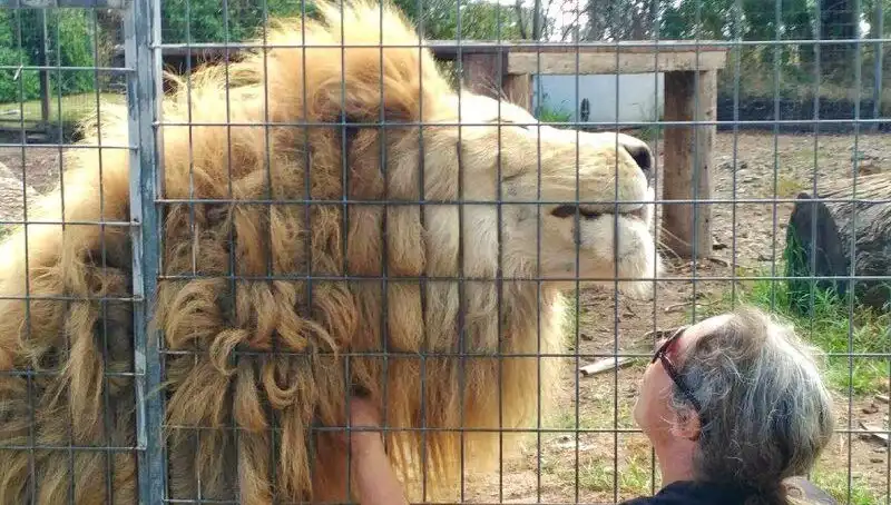 Avustralya'da Aslan Saldırısı: Kadının Kolunu Kafeste Kaptı