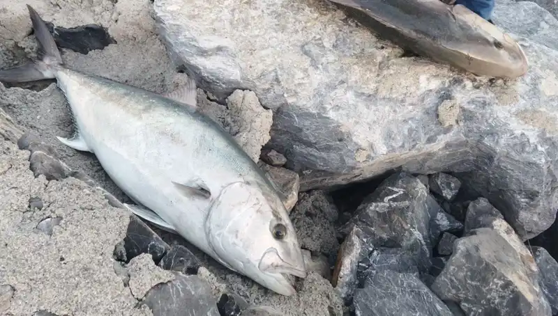 ** Oltayla Efsanevi 65 Kilo Balık Yakaladı, 18 Bin TL’yi Cebine Koydu!**