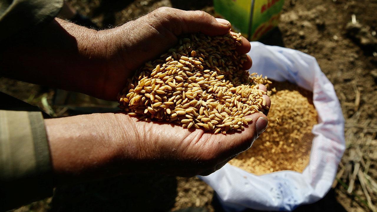 Ata Tohumları Tarım Kredi Marketlerinde Şimdi Satışta!